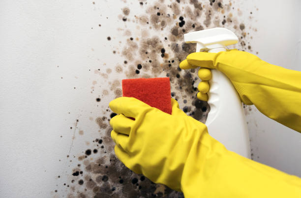 Best Post-Flood Mold Remediation in Surf City, NJ